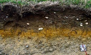 دراسة : احتجاز ” الكربون ” و تخزينه في التربة يعوض تأثير الزراعة على البيئة