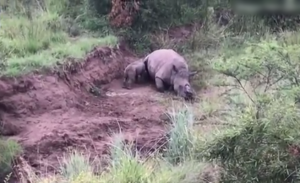 وحيد قرن يرضع من أمه الميتة بعدما اقتلع قرنها بوحشية ( فيديو )
