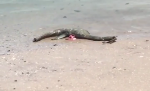 العثور على مخلوق بحري غامض على شاطئ أمريكي ( فيديو )
