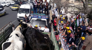 مزارعون أردنيون يصطحبون أبقارهم للاحتجاج أمام البرلمان !