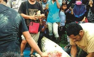 العثور على بقايا بشرية داخل تمساح في إندونيسيا