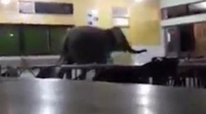 في ماليزيا .. فيل يقتحم مقصفاً مدرسياً و يفزع الطلاب ! ( فيديو )