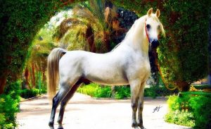 مصر : نفوق حصان عربي أصيل تبلغ قيمته 10 ملايين دولار