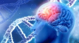 دراسة : الدماغ يتوقف عن إنتاج خلايا الذاكرة من سن 13 عاماً