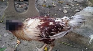 دجاجة تبقى على قيد الحياة 7 أيام رغم فقدانها لرأسها !