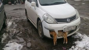 سياسي روسي يصدم كلباً و يتركه عالقاً بسيارته حتى الموت !