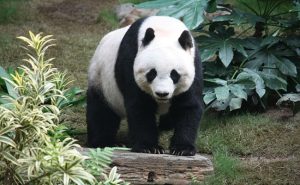 الصين تخصص مليار و نصف دولار من أجل ” بيت الباندا “
