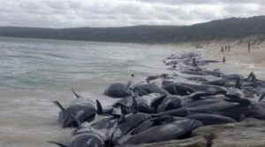 نفوق عدد كبير من الحيتان بعد جنوحها إلى شاطئ غرب أستراليا