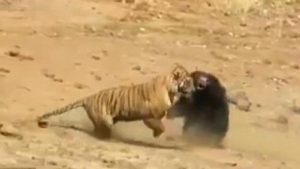 معركة شرسة بين نمر و دبة في الهند ( فيديو )