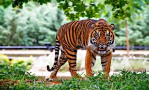 دراسة : الحيوانات المحبوبة أكثر عرضة لخطر الانقراض