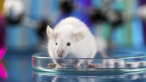 دراسة : شكوك حول نتائج الأبحاث الطبية على الحيوانات