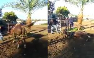 غضب في لبنان بعد نشر فيديو لتعذيب حصان