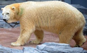 لأسباب إنسانية .. حديقة حيوان سنغافورة تنهي حياة آخر دب قطبي لديها