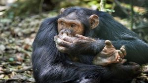 لماذا يأكل الشمبانزي أدمغة صغار فرائسه أولاً ؟