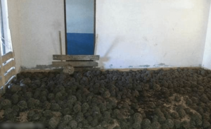 العثور على 10 آلاف سلحفاة نادرة في منزل بمدغشقر