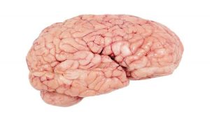 علماء يحذرون من عادات قاتلة تدمر خلايا الدماغ