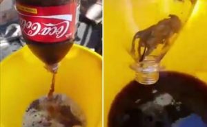 أرجنتيني يعثر على ” فأر ميت ” داخل عبوة ” كوكا كولا ” ! ( فيديو )
