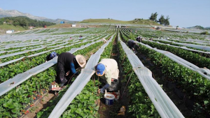 وكالة أنباء الأناضول : تركمان سوريون يبدأون حصاد فراولة زرعوها في ” يايلاداغي ” التركية
