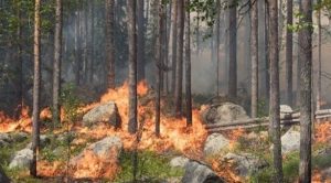السويد تشعل الحرائق لحماية الكائنات الحية !