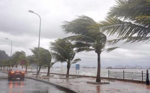 أمريكا : شجرة متهاوية تقتل مذيعاً و مصوراً أثناء عاصفة في نورث كارولاينا