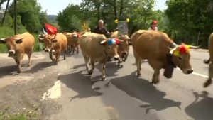 موسم استجمام سنوي جنوب فرنسا لـ ” قطيع الأبقار ” ! ( فيديو )