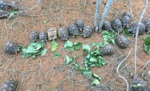 إنقاذ آلاف السلاحف المشعة النادرة من يد تجار في مدغشقر