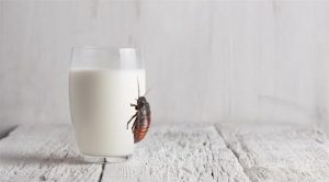 باحثون : حليب الصراصير يمنح طاقة 3 أضعاف نظيره البقري !