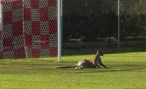 كنغر يصر على المشاركة في مباراة كرة قدم في أستراليا ! ( فيديو )