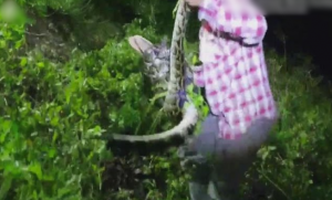 أمريكي ينقذ تمساح من قبضة ثعبان مفترس ( فيديو )