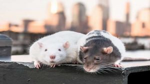 انتشار واسع لعدوى قاتلة تنقلها الفئران في بريطانيا !