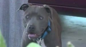 كلبة شجاعة تنقذ عائلة أميركية من الموت حرقاً ( فيديو )