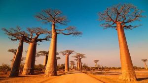 أقدم و أغرب أشجار أفريقيا تموت بشكل غامض