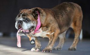 أمريكا : ولاية كاليفورنيا تقيم مسابقة لأقبح كلب في العالم