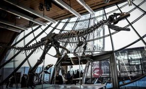 فرنسا : عرض هيكل عظمي لديناصور للبيع في مزاد ببرج إيفل