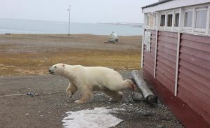النرويج : دب قطبي يعلق في مخزن للشوكولا بسبب تناوله المفرط لها ( فيديو )