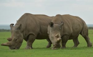 تخليق أجنة هجينة لإنقاذ وحيد القرن الأبيض من الانقراض ( فيديو )