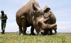 بسبب الإهمال .. نفوق 7 من وحيد القرن الأسود المهدد بالانقراض في كينيا