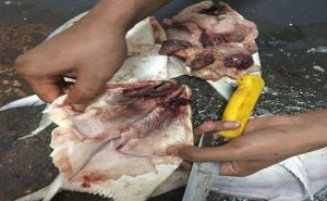 نيابة الكويت تحقق في قضية وجود ” مسامير ” داخل الأسماك
