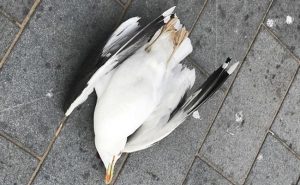 الشرطة البريطانية تبحث عن قاتل طائر سرق بطاطا مقلية