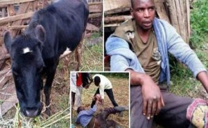 في كينيا .. رجل يفضل اغتصاب البقر على العلاقة مع النساء !