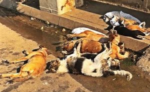 مجزرة كلاب مسممة داخل مزرعة في لبنان