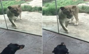 كلب شجاع يحاول حماية صاحبته من أسد في حديقة حيوان ( فيديو )