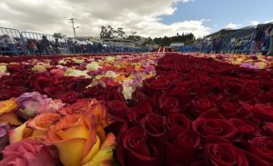 هرم الورد الإكوادوري يستعد لدخول ” موسوعة غينيس ” ( فيديو )