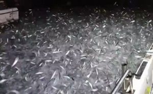 هجوم مفزع لآلاف من أسماك السردين على قارب صيد في تايوان ( فيديو )