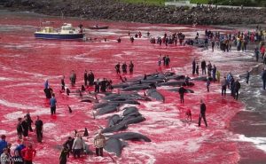 مذبحة حيتان تصبغ مياه المحيط الأطلسي باللون الأحمر