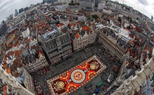 سجادة زهور عملاقة تأسر الأنظار في وسط بروكسل