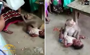 قرد يخطف طفلاً هندياً من والديه و يهدد من يقترب منه ! ( فيديو )