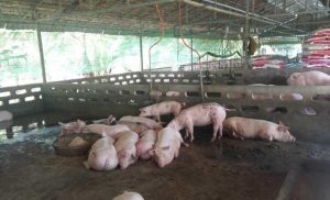 حمى الخنازير الأفريقية تتفشى في أكبر مزرعة للخنازير في رومانيا