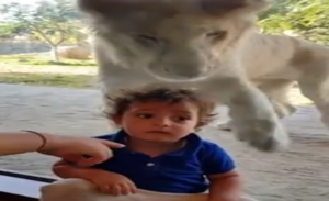 أسد يحاول التخلص من طفل في حديقة حيوانات إماراتية ( فيديو )