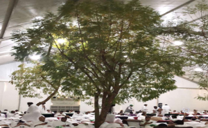 ” شجرة النيم ” .. دخلت عرفات كهدية من رئيس عربي منذ 35 عاماً